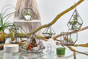 Terrario in Vetro - Cubo su Vertice
