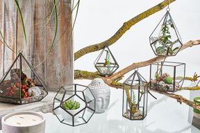 Terrario in Vetro - Cubo su Vertice