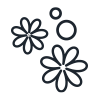 Fiori di Sapone