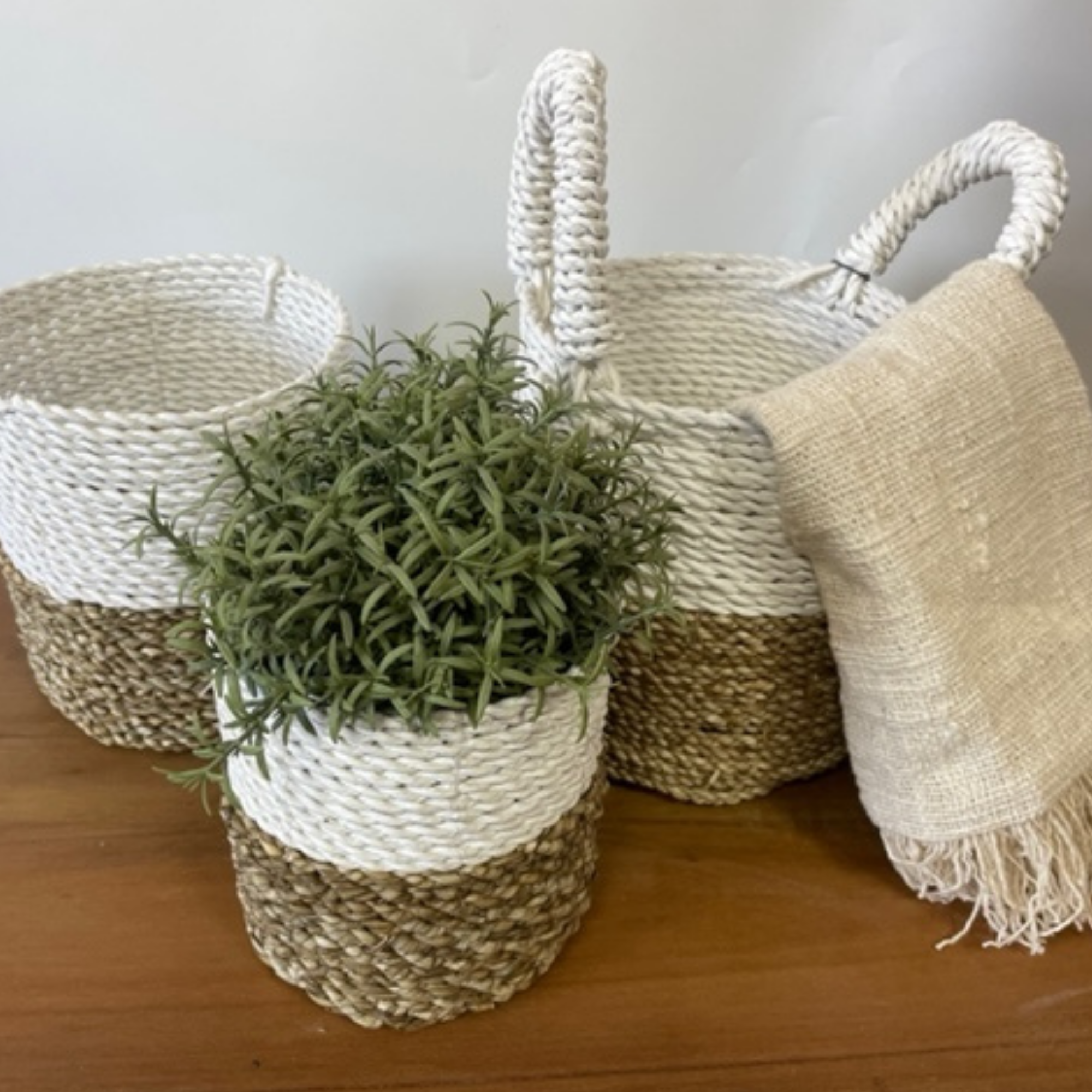 Set Cestini di Alghe Marine
