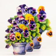 Piante da Casa in Legno - Mini Viola del Pensiero