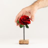 Piante da Interno in Legno - Mini Rosa Singola