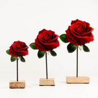 Piante da Interno in Legno - Mini Rosa Singola