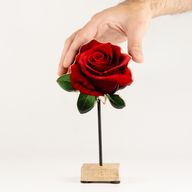 Piante in Legno per Interni - Rosa Singola Media
