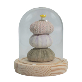 Fiori Luminosi Sotto Campana di Vetro - 3 Ricci di Mare - LED USB